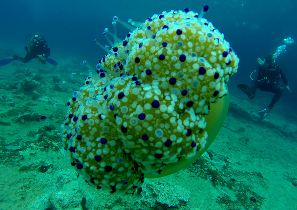 montenegro diving