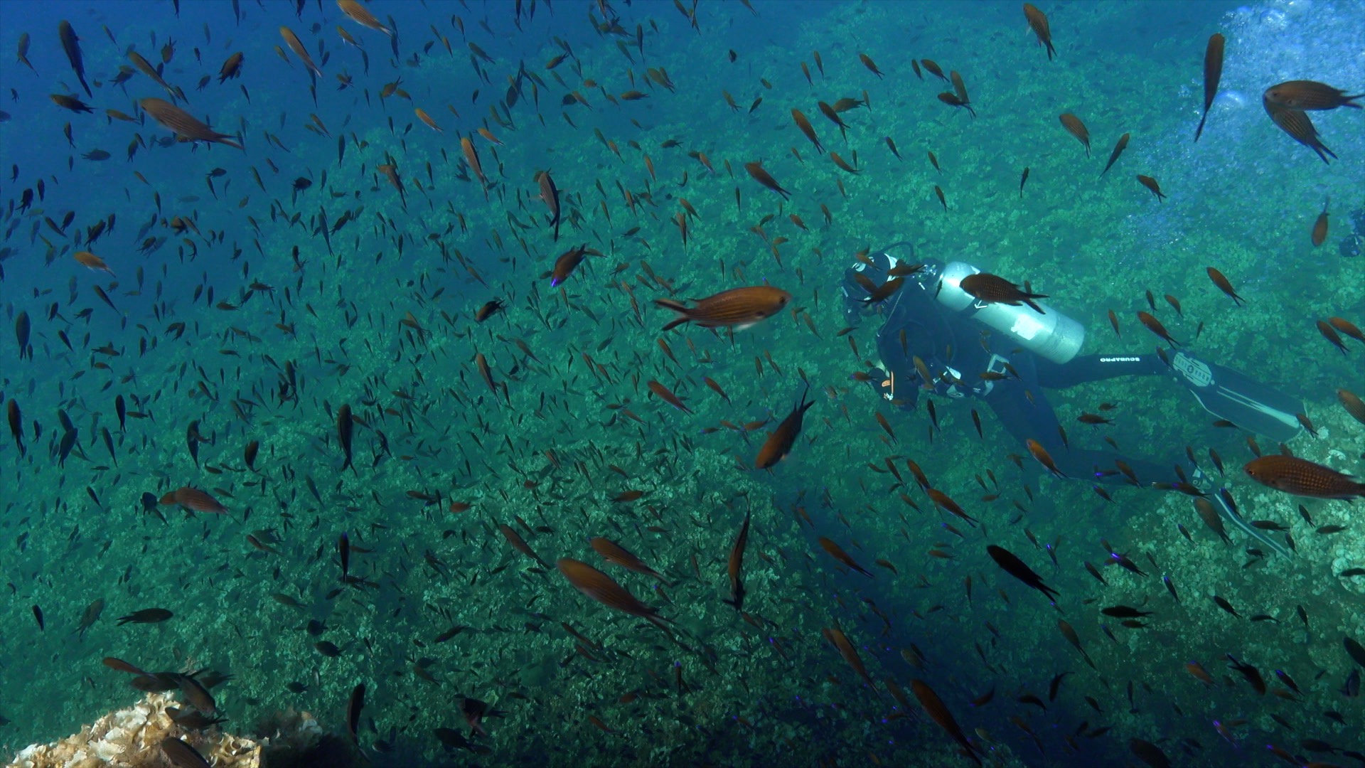 Montenegro reef diving