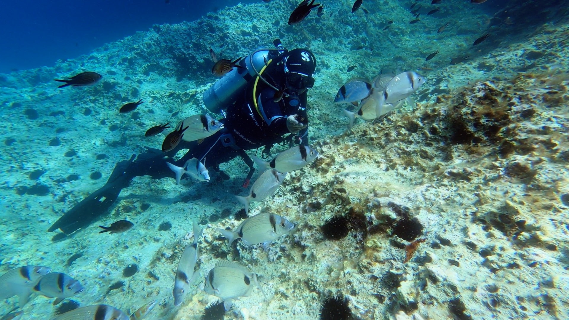 Montenegro reef diving